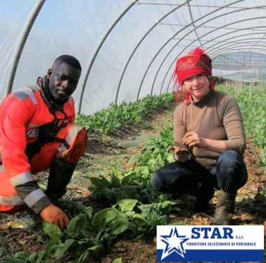 Bracciante Agricolo Verona, Cooperativa Star